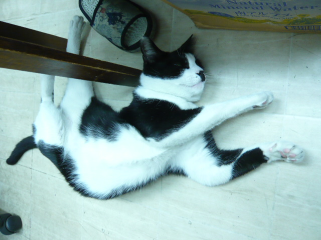 ニョロロ11