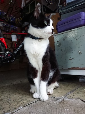 《猫神様》みーちゃん