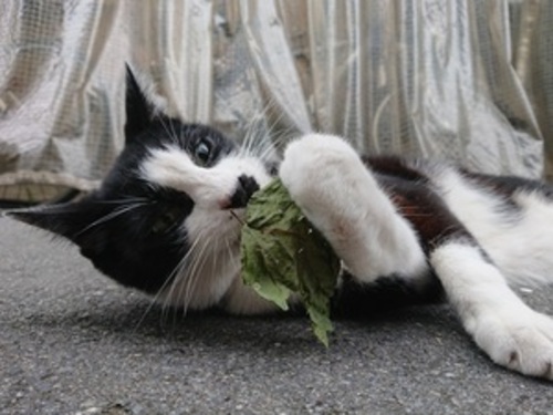 ANCHOR RIS9 FRAMESET